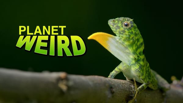 Planet Merkelig